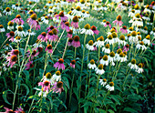 Echinacea purpurea (coneflower) red and white