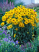 Rudbeckia fulgida 'Goldsturm' (coneflower)