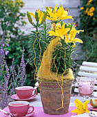 Lilium asiaticum 'Golden Pixie' (Gelbe Lilie)