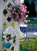 Petunias in hanging pots