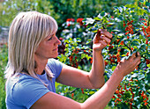 Frau nascht (pflückt Ribes) (rote Johannisbeeren)