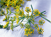 Foeniculum vulgare (spice fennel)