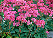 Herbstzauberstaude: Sedum 'Carl' (Fetthenne)