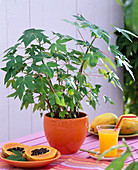 Carica papaya (papaya), seedlings and cut fruit