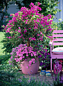 Bougainvillea im rosa Kunststoffkübel