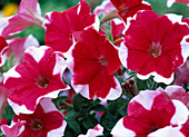 Petunia Mirage 'Red Picotee' (Red and white petunia)