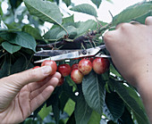 Prunus 'Napoleon' (Sweet Cherry) harvest with scissors