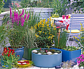 Wasserpflanzen in großen Gefäßen auf dem Balkon