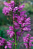 Physostegia (Articulated flower)