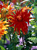 Dahlia (Semikaktus-Dahlie)