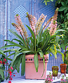 Eucomis comosa 'Pink Pineapple' (Schopflilie)