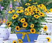 Rudbeckia hirta 'Toto Gold' (Coneflower)