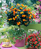 Lantana (wood anemone), trunk underplanted with Hedera (ivy)