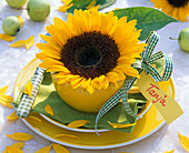 Blüte von Helianthus annuus (Sonnenblume) in gelber Tasse, Namensschild