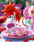 Dahlia (Dahlien, hellrot und weiß mit rosa Rand), Pennisetum