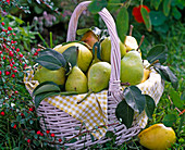 Pyrus (pears) in white wicker basket, checked napkin