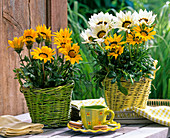 Gazania (midday gold) yellow and white