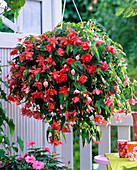 Begonia Belleconia 'Rose' (Hängebegonie)