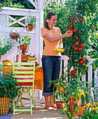 Frau erntet Tomaten auf Gemüsebalkon mit Paprika und Tomaten