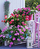 Pelargonium Lollipop 'Purple', Pac 'Apricot', 'Lilly'