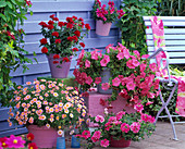 Rosa-pink-rotes Arrangement vor blauer Sichtschutzwand