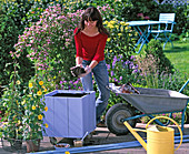 Planting blue box with yellow Thunbergia