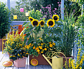 Gelber Balkon : Sonnenblumen, Goldfelberich, Studentenblumen, Zinnie