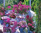 Hellblauer Balkon mit pinken Möbeln und Blumen