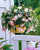 Begonia Belleconia 'Apricot Blush' (Hängebegonie)