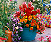 Tagetes (marigold), Dahlia (Dahlia), Antirrhinum