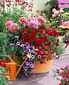 Dahlia (dahlia), Verbena (verbena), Petunia, Calibrachoa