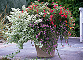 Tub planted with Helichrysum 'Rondello' (structural plant)