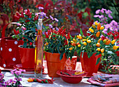 Various ornamental peppers in red-orange planters