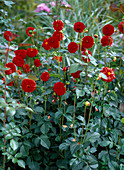 Dahlia 'Nescio' (red ball dahlia)