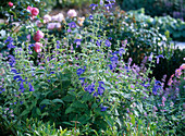 Salvia Patens 'Cambridge Blue' (Prachtsalbei)