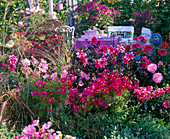 Pink-pink planted summer flower bed