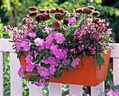 Orange wooden flower box with Petunia Easy Wave 'Pink' (hanging petunia)