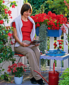 Blue-red balcony with geraniums