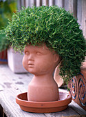 Sagina subulata (star moss) as hair for terracotta head
