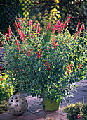 Salvia rutilans (Ananassalbei) blühend