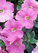 Blütenmakro: Petunia Easy Wave 'Pink' (Petunie)