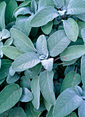 Salvia officinalis 'Berggarten' (kitchen sage)