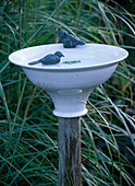 Pottery birdbath with birds
