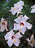 Blütenmakro : Hibiscus rosa-sinensis (Roseneibisch)