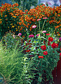 Helenium 'Baudirektor Linne' (Sonnenbraut)