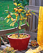 Malus 'Golden Hornet' (yellow ornamental apple) in red ceramic bowl