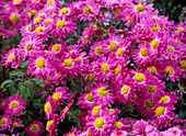 Chrysanthemum koreanum 'Corinna' (Chrysantheme)