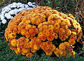 Chrysanthemum Yahou 'Arfeu' (orange Chrysantheme)