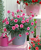 Dianthus Devon Cottage 'Pink' (Carnation)