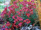 Chrysanthemum 'Oury' (Chrysanthemums)